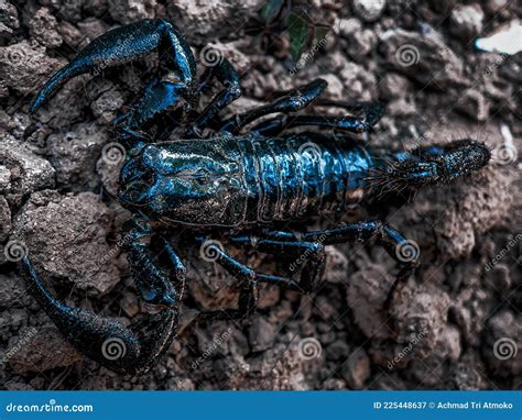 Asian Blue Forest Scorpion Stock Image Image Of Insect 225448637