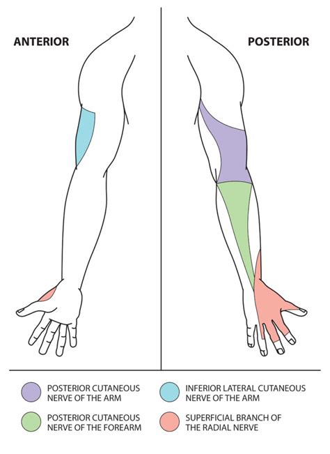 Upper Limb Nerve Lesions Part 2 The Radial Nerve Medical Exam Prep