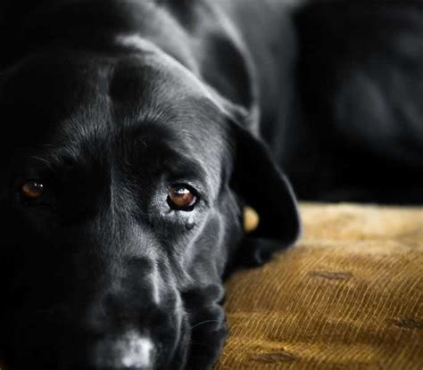 For that reason, lymphoma is generally considered a systemic disease (rather than a local one) and needs to be treated with systemic therapy. Lymphoma in Dogs: Symptoms, Diagnosis, and Treatment
