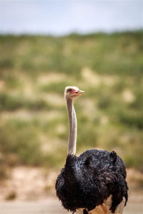 Close Up Of A Male Ostrich Stock Photo Image Of Outdoors Animal