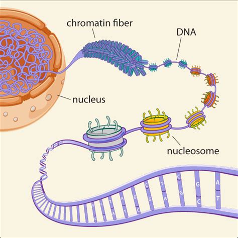 Which of these organelles carries out cellular respiration? Epigenomics approach illuminates the dark corners of the ...