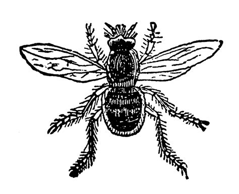 Digital Stamp Design Printable Insect Bee Fly Digital