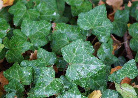 Maybe you would like to learn more about one of these? Lierre grimpant - notesdeterrain.over-blog.com