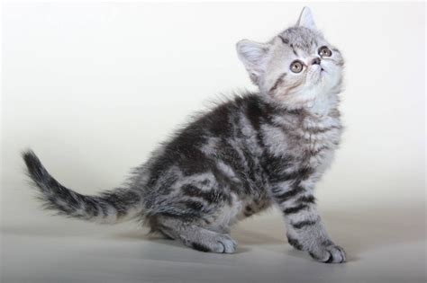 Though they are relatively small cats, they still need plenty of space to climb and play. Exotic Shorthair Cats For Sale | North Miami Beach, FL #264941