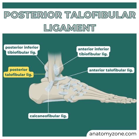 Posterior Talofibular Ligament Ptfl Anatomyzone