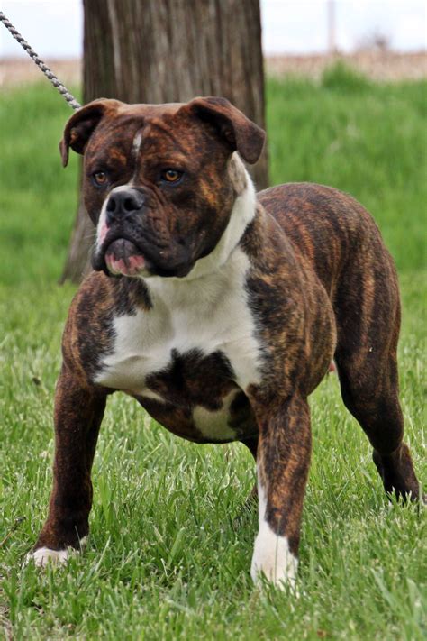 Plush puppy, super soft velboa filling: Olde English Bulldogge Puppies for Sale from Evolution ...