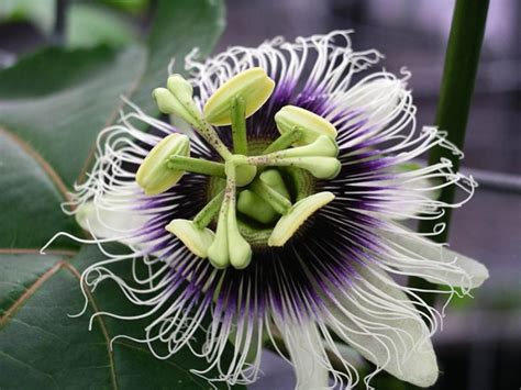 The Nutritional And Health Benefits Of Passion Fruit Hubpages
