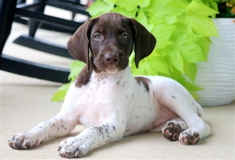 There is usually about a one to two inch difference between males and females, where the range in height is from 21 to 25 inches. Beauty | German Shorthaired Pointer Puppy For Sale ...
