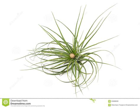 Lo sai che esistono piante da appartamento che puliscono l'aria dove vivi? Fondo Bianco Isolato Tillandsia Della Pianta Di Aria Fotografia Stock - Immagine di cute ...