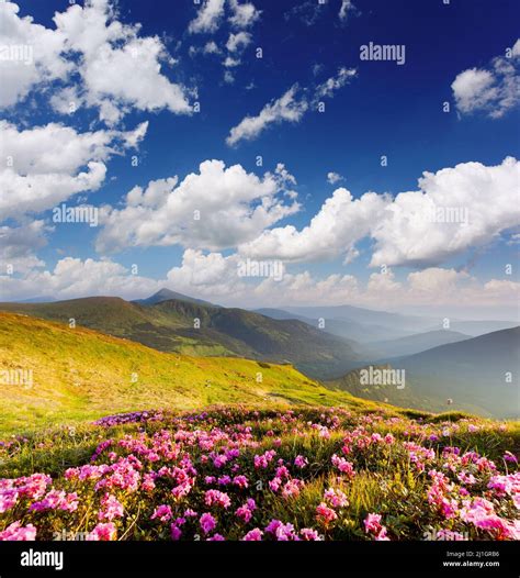 Magic Pink Rhododendron Flowers On Summer Mountain Carpathian Ukraine