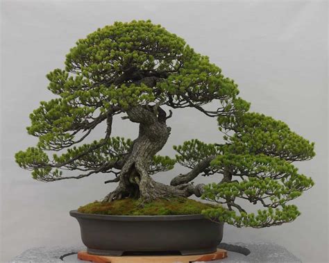 Espécies de Bonsai de Pinheiros Pinus Bonsai Empire