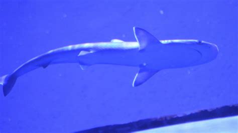 Carcharhinus Acronotus Shark Id Seaworld Orlando Zoochat