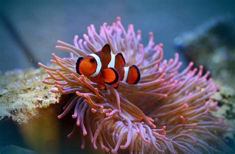 Free Images Flower Swim Flora Fauna Sea Animal Coral Reef