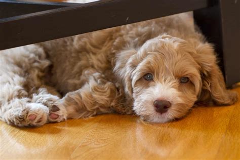 Kylee, ruby, auggie and puppies. What You Need to Know About the Australian Labradoodle ...