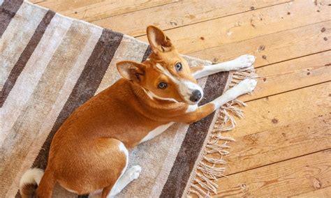 Basenji Dog Breed Traits Care And Photos Bechewy