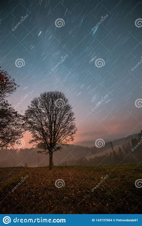 Single Tree Next To Path Star Trails In The Sky Night Long Exposure