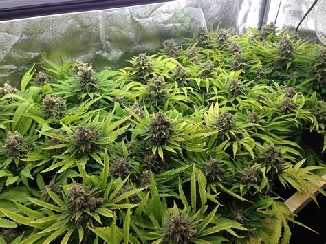 Compact fluorescent lighting is an easy way to provide grow light support to your indoor plants. Cannabis Grow Light Breakdown: Heat, Cost & Yields | Grow ...