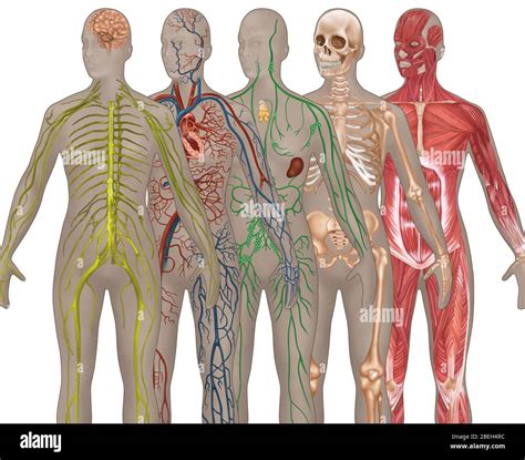 Human Anatomy Woman S Body