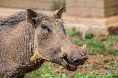 African Common Warthog In Kruger National Park South Africa Stock Image