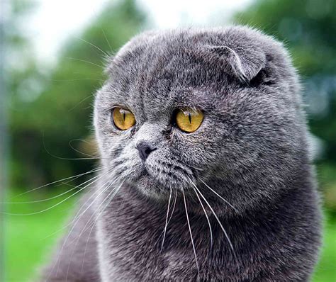 15 Gray Cat Breeds Worth Purring Over