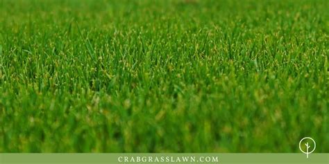 Types Of Bermuda Grass And Best Bermuda Grass Seed For Lawn Hay And Golf