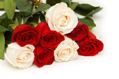 Red And White Roses Isolated On White Stock Image Colourbox