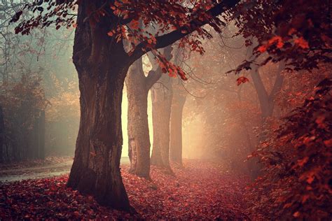 Hintergrundbilder 2048x1367 Px Fallen Wald Nebel Natur Pfad Rot