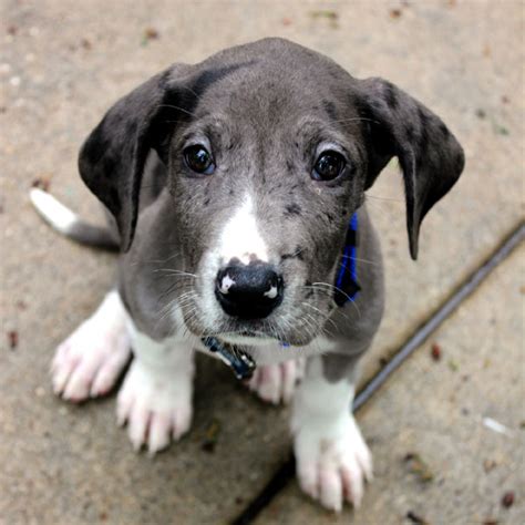 Great Dane Puppy Pictures Because We Can