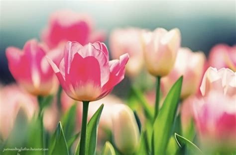 Pin By Kelli Rockwood Cline On Pretty Maids Flowers Tulips Bloom