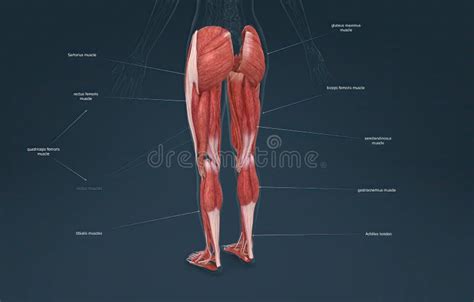 Female Muscles Of The Lower Limb Stock Illustration Illustration Of