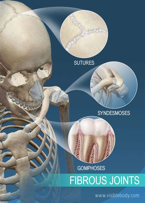 It is the smallest bone in the human body. Sutures, syndesmoses, and gomphoses: fibrous joints ...