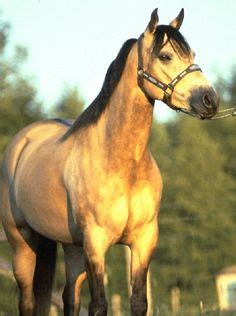 spanish mustang horse info origin history pictures