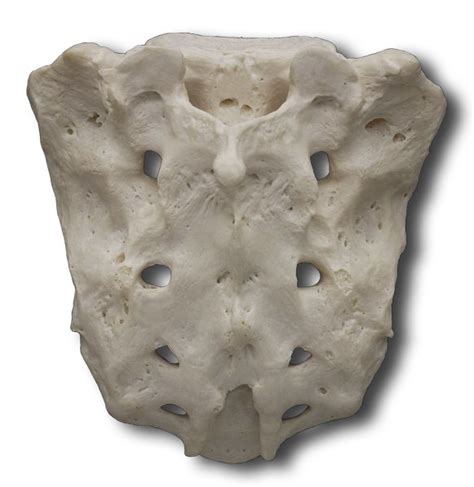 These, after supplying the contents of the sacral canal, escapes by the posterior sacral foramina, and are distributed to the muscles and skin on the dorsal surface of the sacrum, anastomosing with the gluteal arteries. Trunk Bones