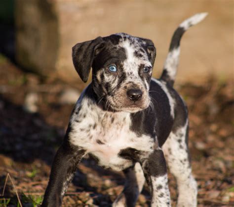 Painted K Ranch Catahoulas Did You Know The Catahoula Leopard Dog Is