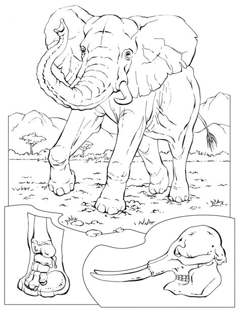 Our free coloring pages for adults and kids, range from star wars to mickey mouse. Coloring Pages - Wildlife Research & Conservation