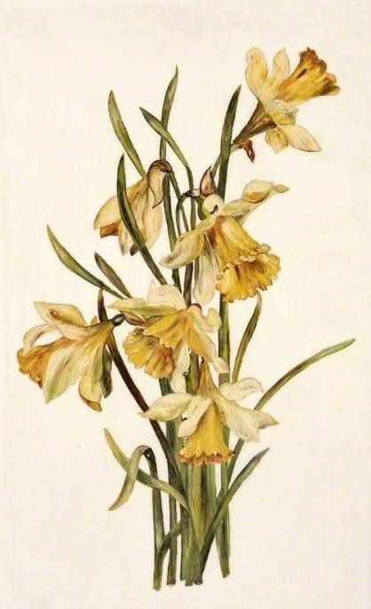 Still Life Daffodils Art Uk