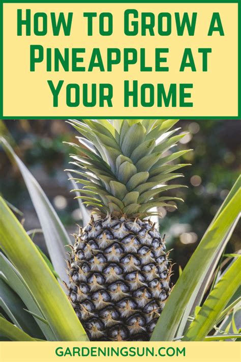 How To Grow A Pineapple At Your Home Gardening Sun