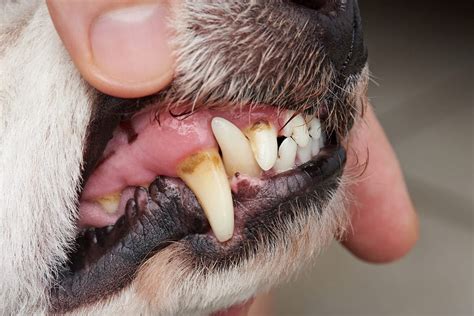 5 Ways To Clean Your Dogs Teeth