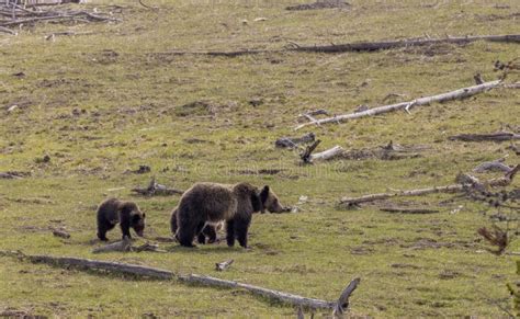 Grizzly Bear Sow And Cubs In Yellowstone National Park In Springtime