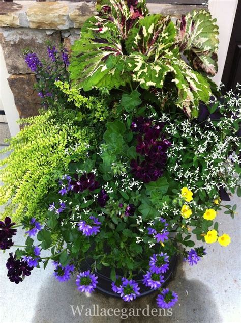 Beautiful Container Planting Combination Fed Authentic