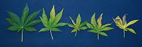 Cannabis Phosphorus Deficiency - Symptoms & Solutions ...