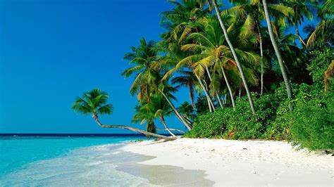 Green Coconut Tree Beach Nature Tropical Palm Trees Hd Wallpaper