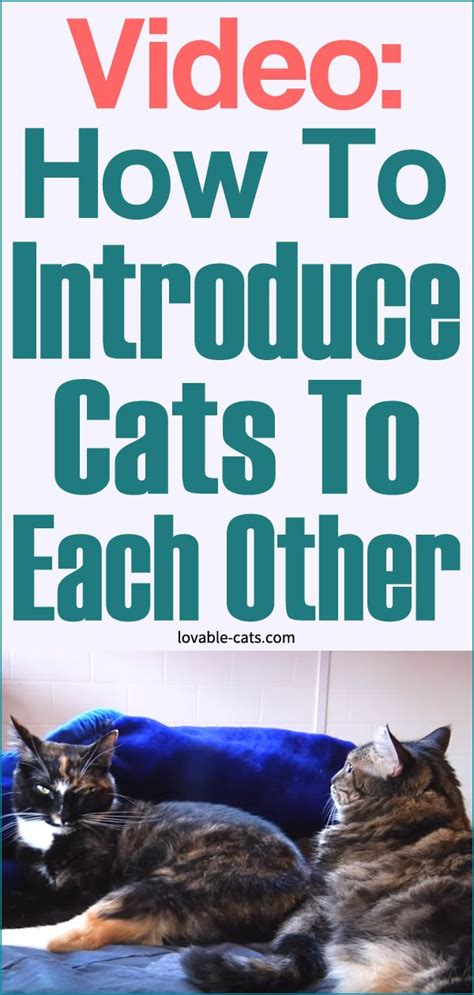 Video How To Introduce Cats To Each Other How To Introduce Cats Cat