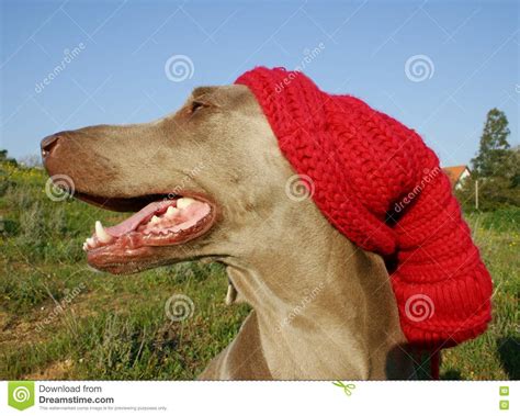 Weimaraner Dog Picture Image 2025427