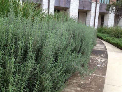 Rosemary Bushes Outside The Avery Building On The Texas State Round