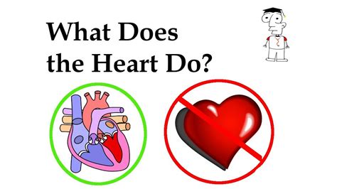 What Does The Heart Do And Other Fun Facts Youtube