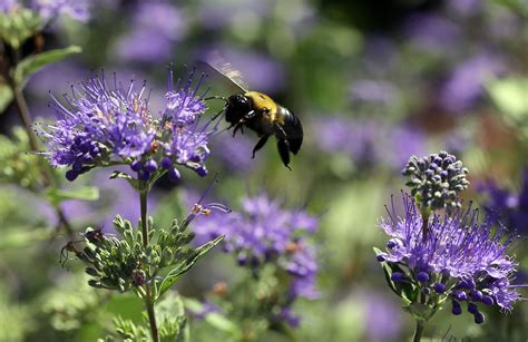 Build A Pollinator Friendly Garden Wtop