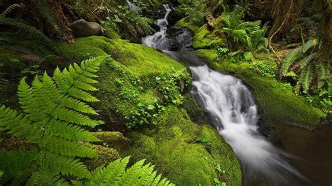 Bing Image Cool Water In The Quinault Bing Wallpaper