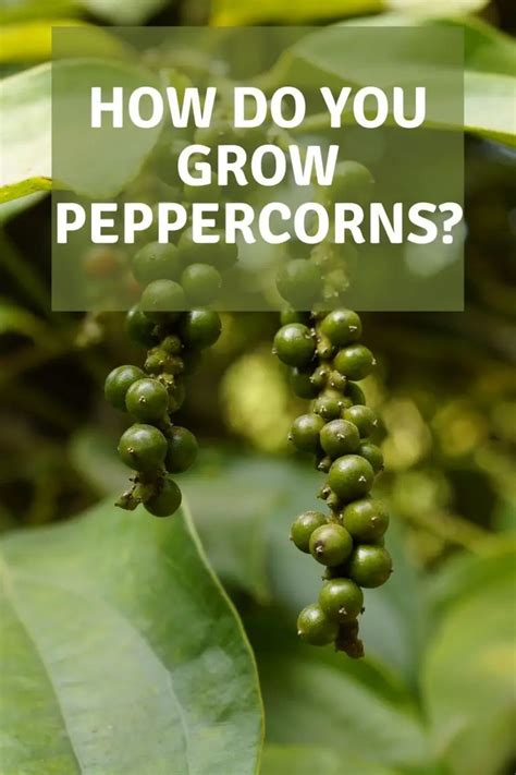 How Do You Grow Peppercorns Garden Super Power
