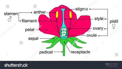 Educational Illustration Angiosperm Flower Morphology Vetor Stock